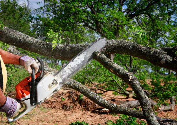 Best Storm Damage Tree Cleanup  in Westlake, OH